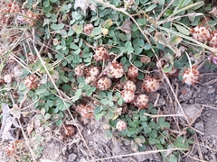 Trifolium fragiferum image