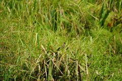 Spermestes cucullata