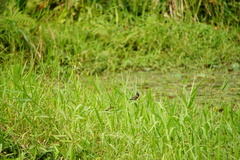 Spermestes cucullata