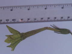 Nicotiana alata