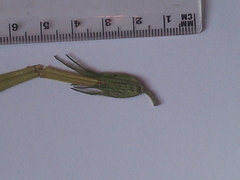 Nicotiana alata