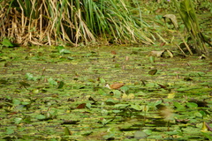 Actophilornis africanus