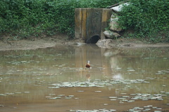 Actophilornis africanus