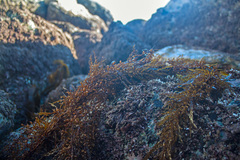 Sargassum horneri