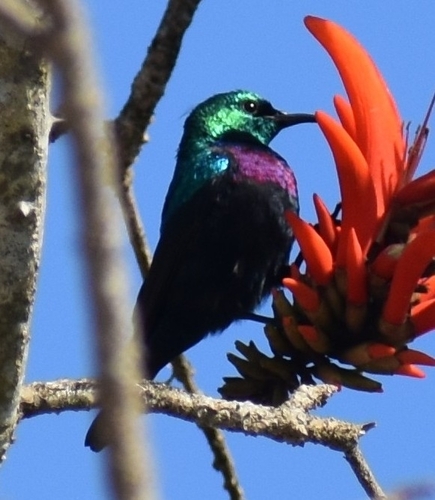 Purple-banded Sunbird (Cinnyris bifasciatus), photo 8