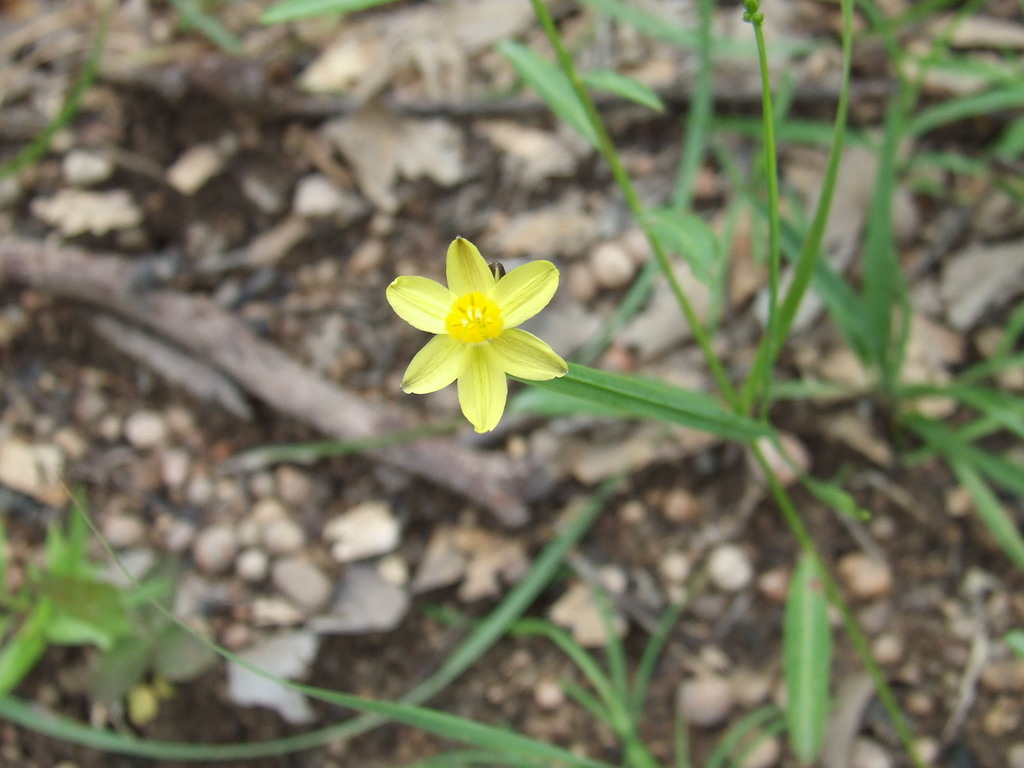 Tricoryne anceps