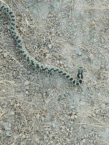 Blotched rat snake, Elaphe sauromates