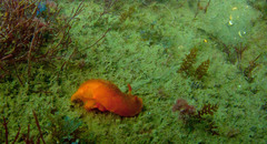 Sargassum horneri