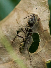 Neoponera