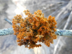 Teloschistes puber
