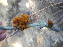 Teloschistes puber