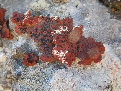 Lasallia rubiginosa
