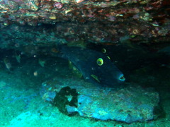 Eubalichthys bucephalus