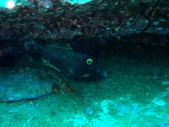 Eubalichthys bucephalus