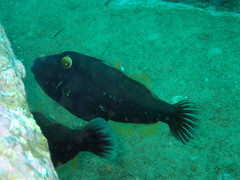 Eubalichthys bucephalus