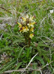 Pedicularis oederi