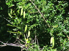 Parmentiera aculeata