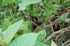 Stenocercus iridescens