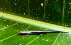 Panaspis wahlbergii