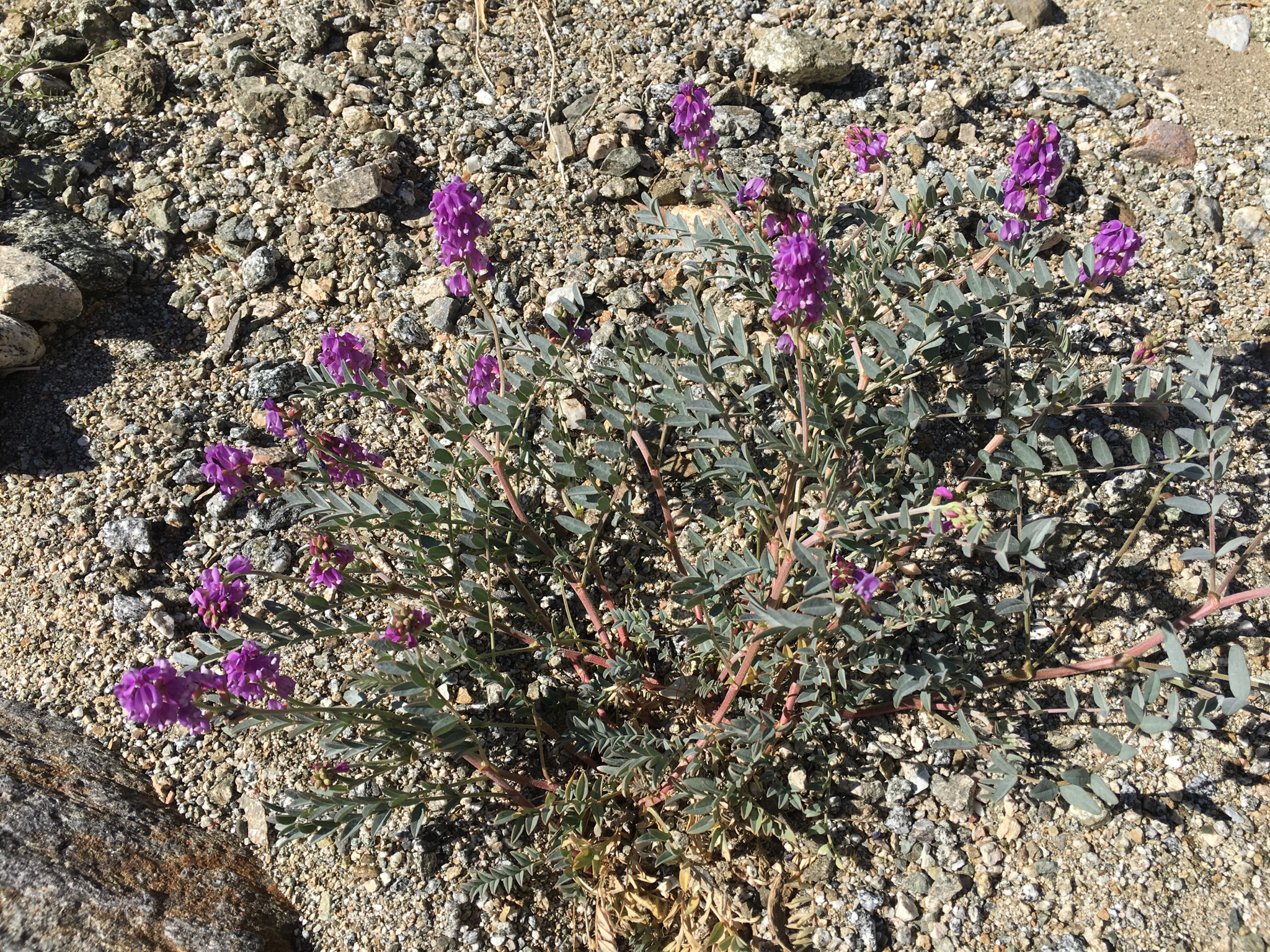 Astragalus lentiginosus var. fremontii