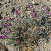 Fremont's Milkvetch - Photo (c) larry-heronema, some rights reserved (CC BY-NC)