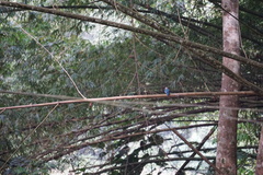 Halcyon senegalensis