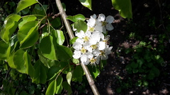 Pyrus communis pyraster