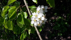 Pyrus communis pyraster
