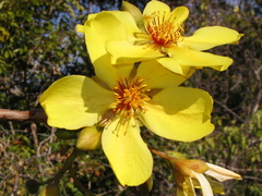 Cochlospermum gillivraei