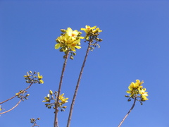 Cochlospermum gillivraei