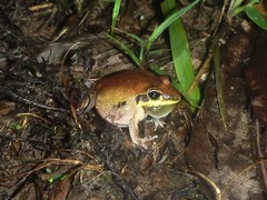 Litoria tornieri