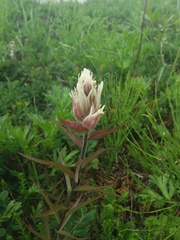 Castilleja pavlovii