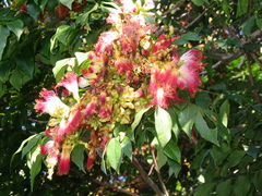 Archidendron grandiflorum