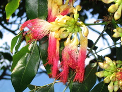 Archidendron grandiflorum