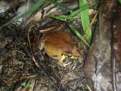 Litoria tornieri