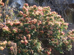Archidendron grandiflorum