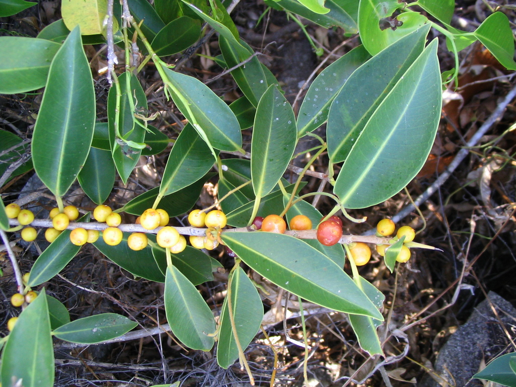 Ficus obliqua - council-listed tree