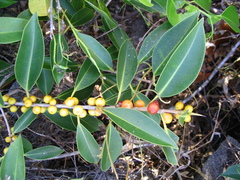 Slender Fig (Ficus obliqua)