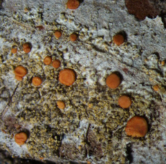 Bacidia rubella