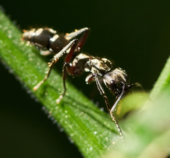 Neoponera