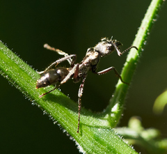 Neoponera
