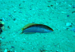 Suezichthys arquatus