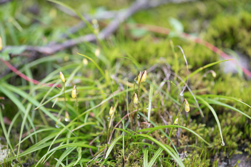 Spathoglottis ixioides, photograph 4