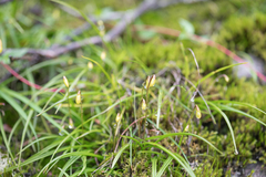Spathoglottis ixioides, photograph (c) Morten Ross, some rights reserved (CC BY)
