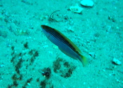 Suezichthys arquatus