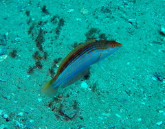 Suezichthys arquatus