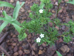 Heliotropium pauciflorum