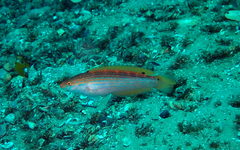 Suezichthys arquatus