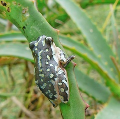 Epomis