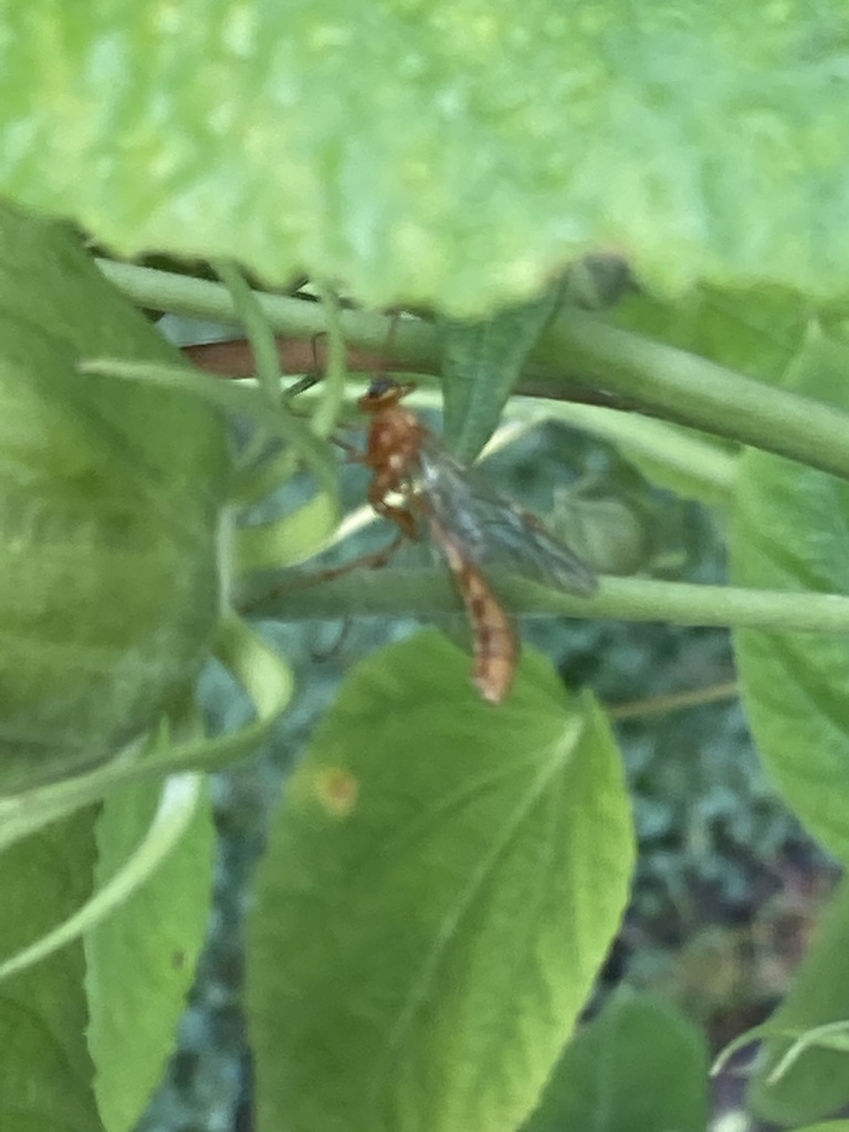 Winged and Once-winged Insects from Central Parkway Ave SE, Warren, OH ...